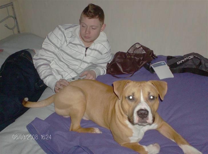 Amerikansk staffordshire terrier Balou - Manden med hunden billede 1