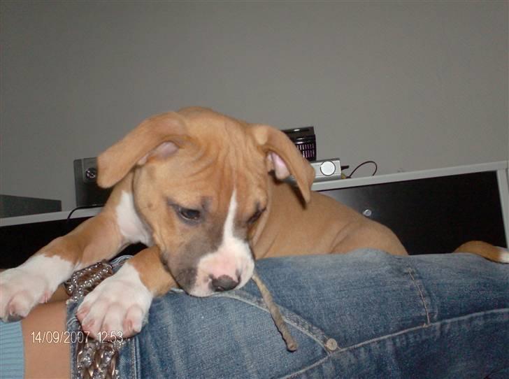 Amerikansk staffordshire terrier Balou - så er han liie ved at æde min bukser :-) billede 2