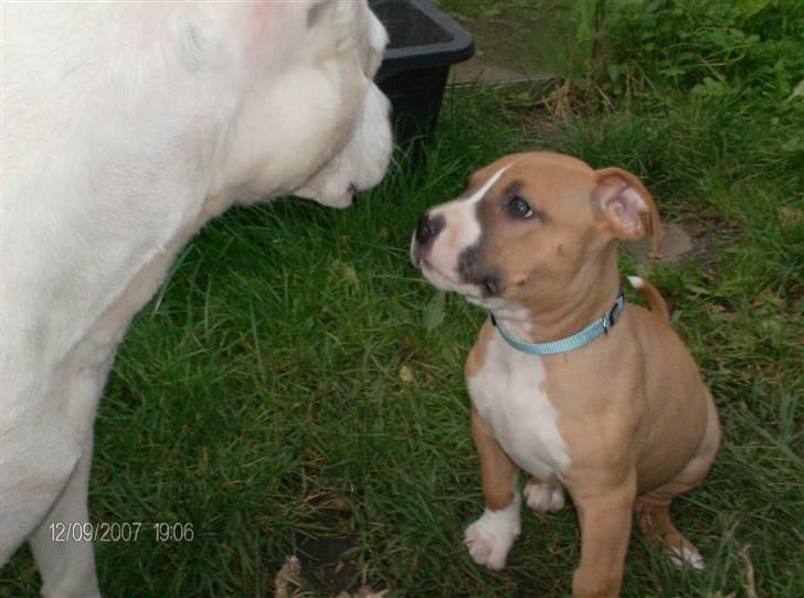 Amerikansk staffordshire terrier Balou - Balou og hans mor billede 3