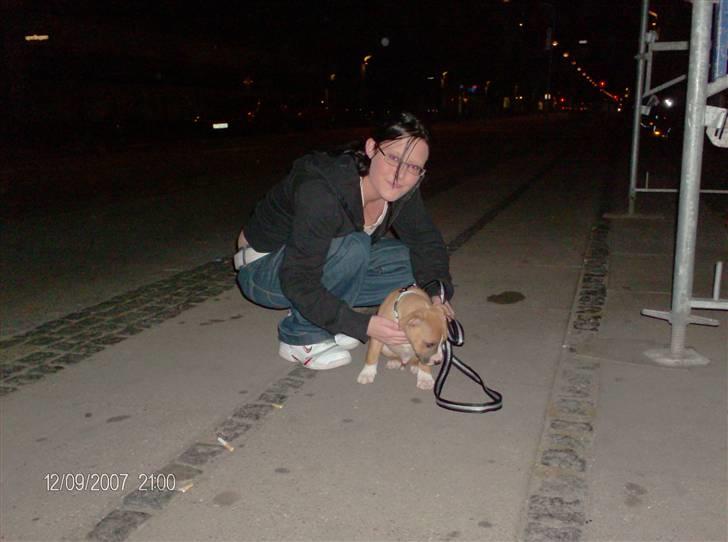 Amerikansk staffordshire terrier Balou - først aften da vi liie havde fået ham hjem billede 4