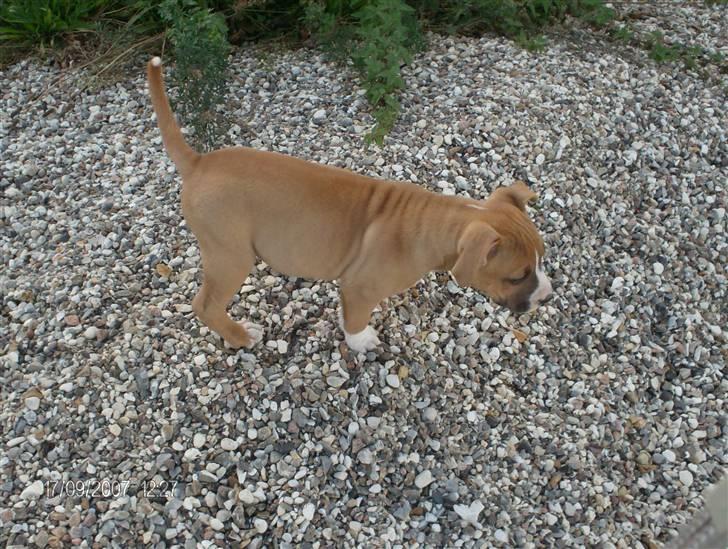 Amerikansk staffordshire terrier Balou - Balou billede 5