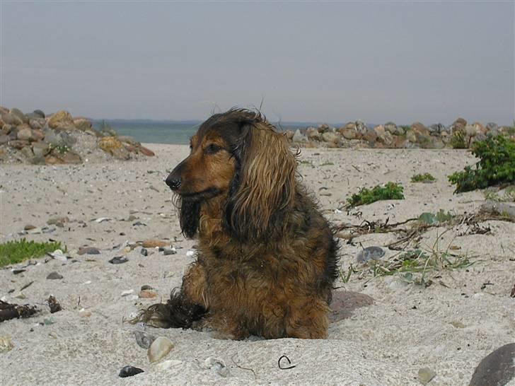 Gravhund Stella (aflidt maj 08) billede 1