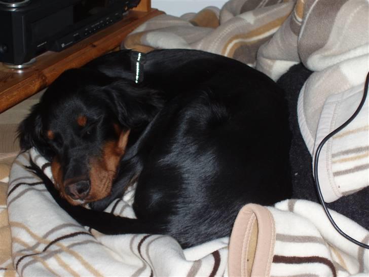 Gordon setter Wøkk´s Andi - Der blev vidst tid til en lille lur billede 12