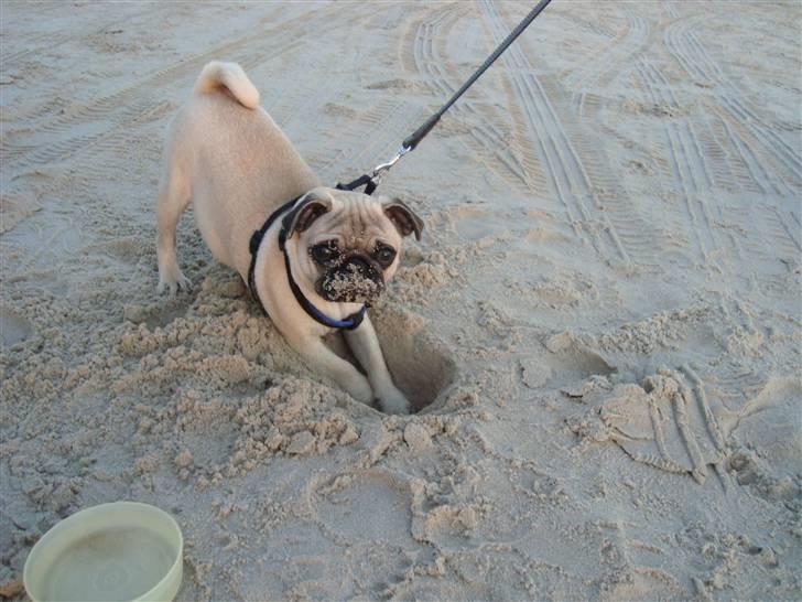 Mops Cosmo - "gravhunden" :) billede 17