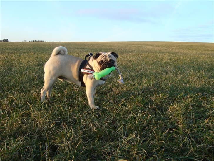 Mops Cosmo - Så fiiin ;) billede 21