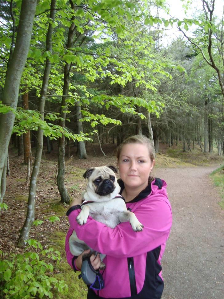 Mops Cosmo - Cosmo & mor ved Tversted søerne :) billede 19