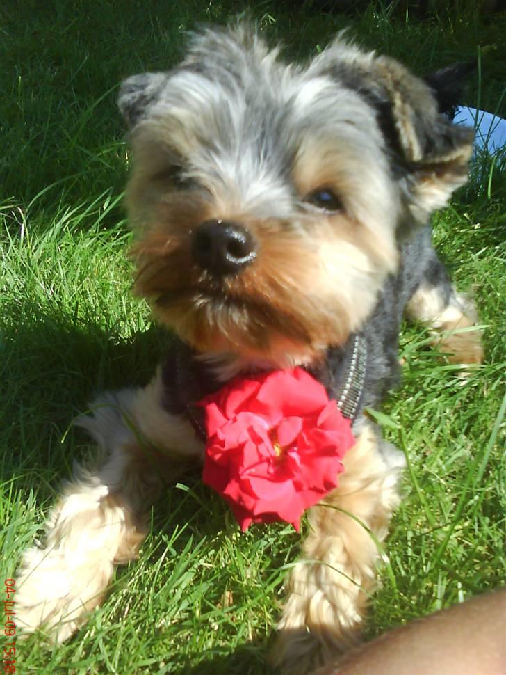 Yorkshire terrier Max Millian. - max. billede 1