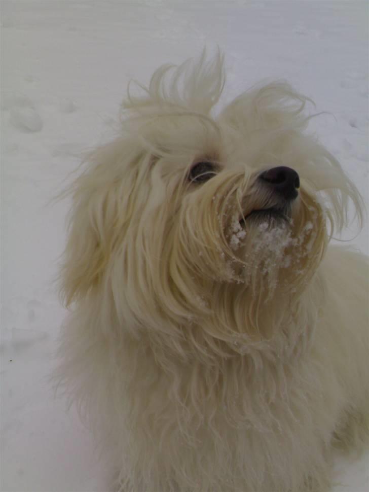 Bichon havanais Jabir's Danés Jalapeno - Ælsker sne ! billede 17