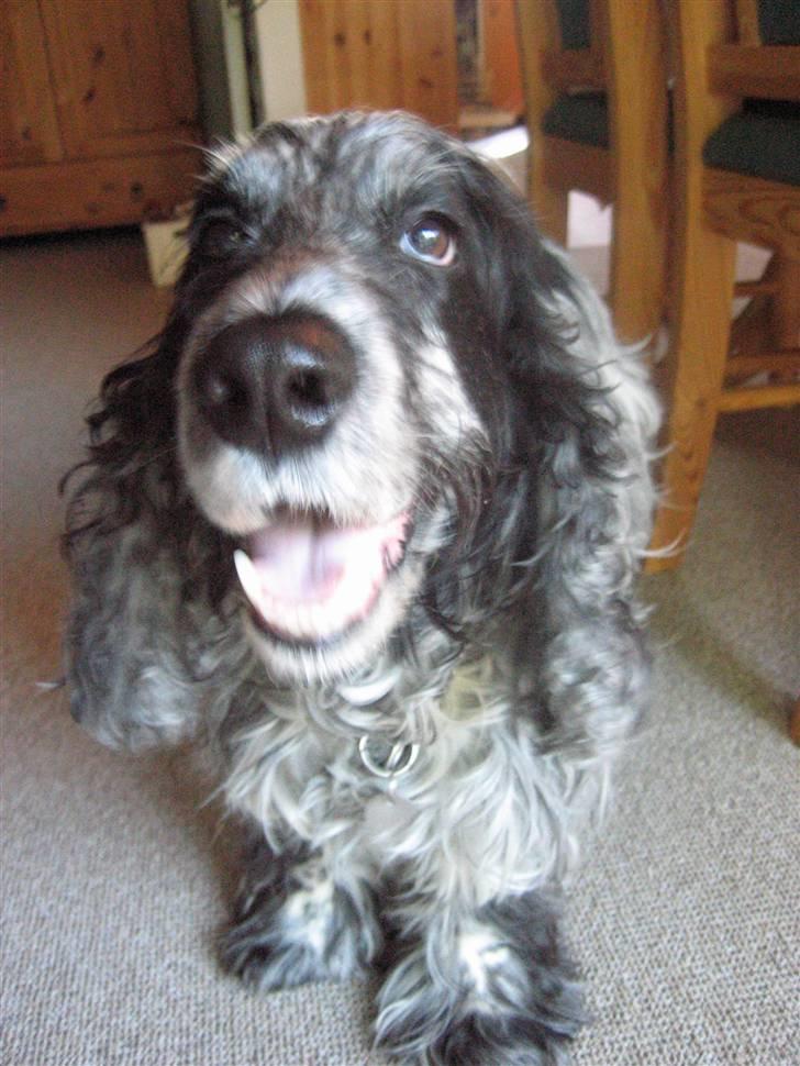 Cocker spaniel Niki - hej og velkommen billede 1