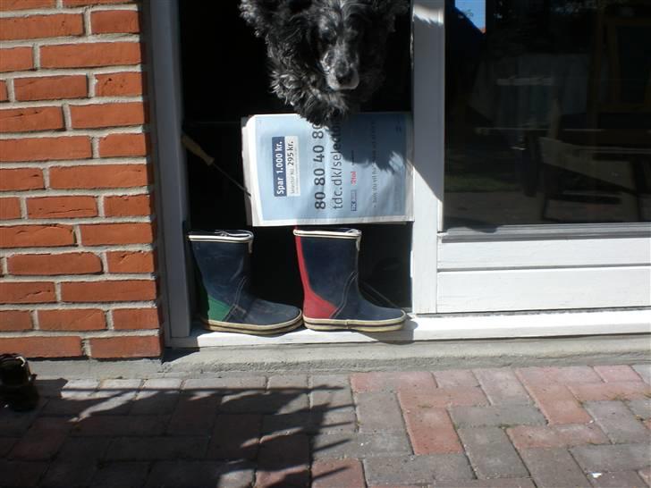 Cocker spaniel Niki - her springer jeg billede 2