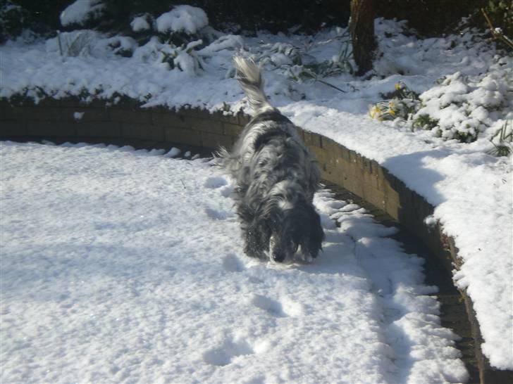 Cocker spaniel Niki billede 3