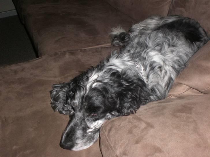 Cocker spaniel Niki billede 4