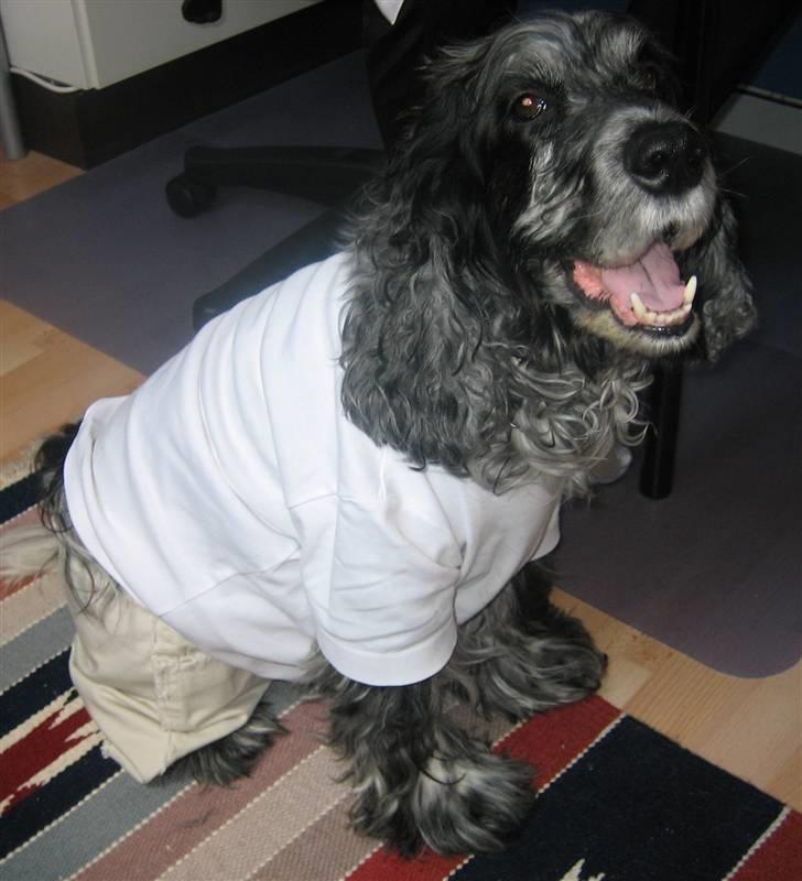 Cocker spaniel Niki billede 6