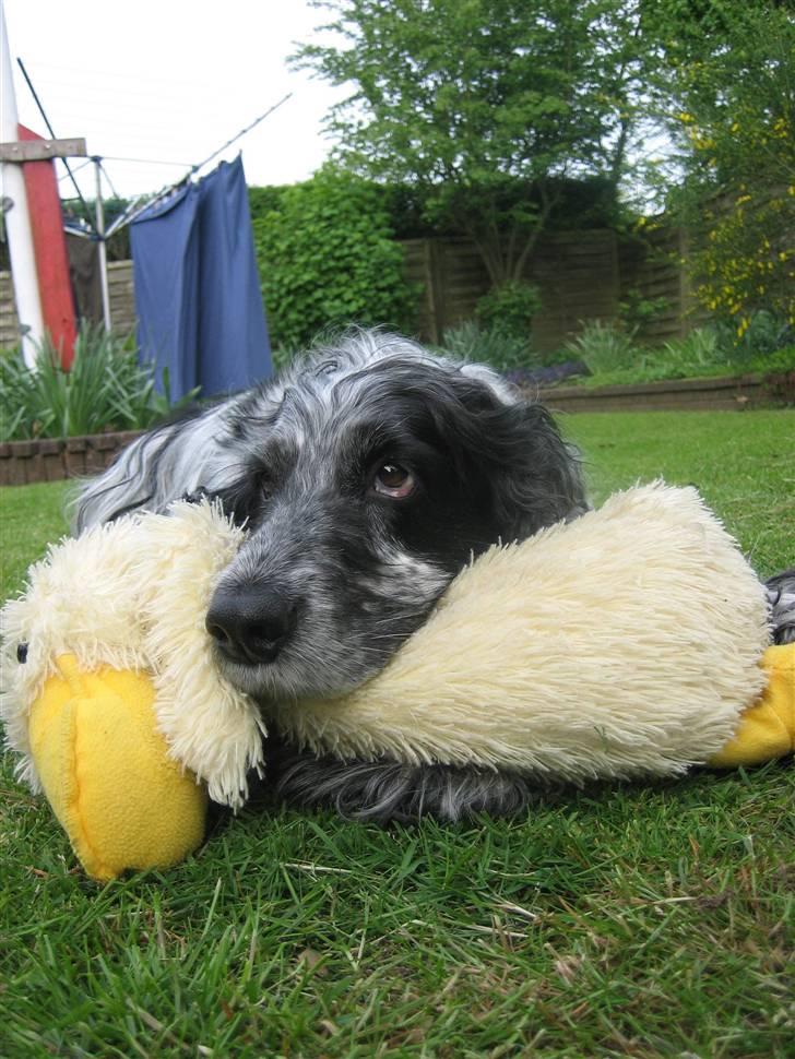 Cocker spaniel Niki billede 7