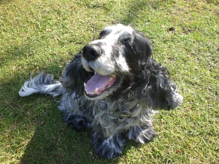 Cocker spaniel Niki billede 9