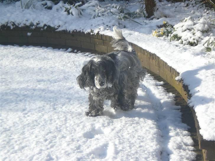 Cocker spaniel Niki billede 10