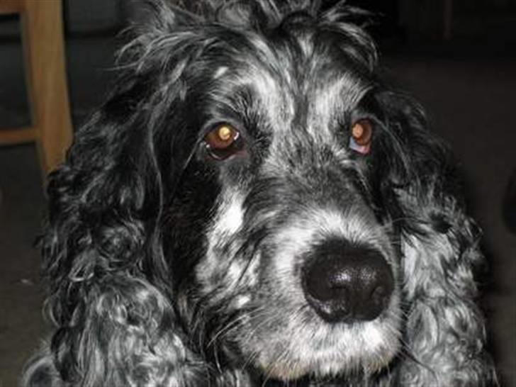 Cocker spaniel Niki billede 11