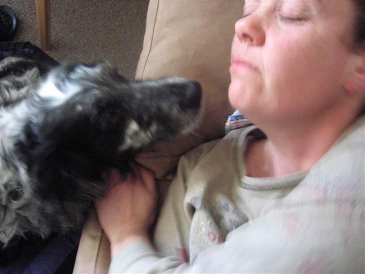 Cocker spaniel Niki - mors hund billede 12