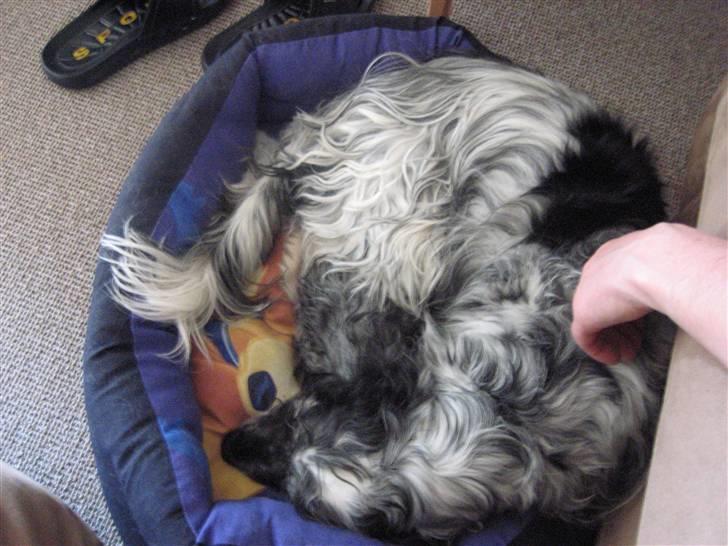 Cocker spaniel Niki billede 13