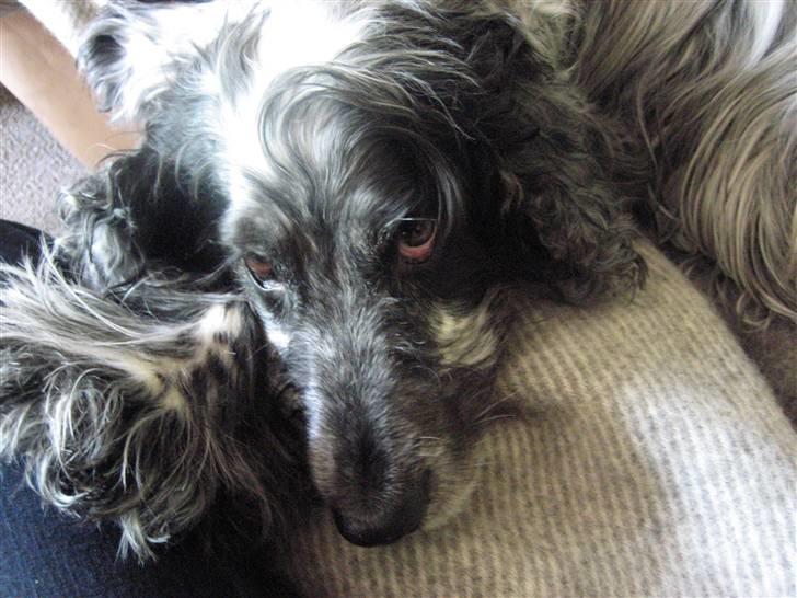 Cocker spaniel Niki billede 14