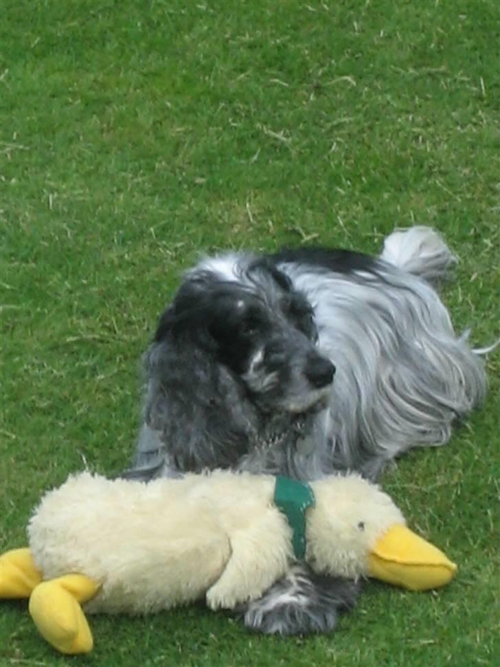 Cocker spaniel Niki billede 15