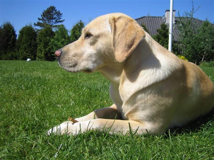 Labrador retriever Mille. - hvad sker der her?? billede 1