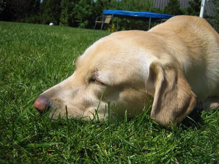 Labrador retriever Mille. - det er dejligt med en lur under den varme sommersol  billede 2