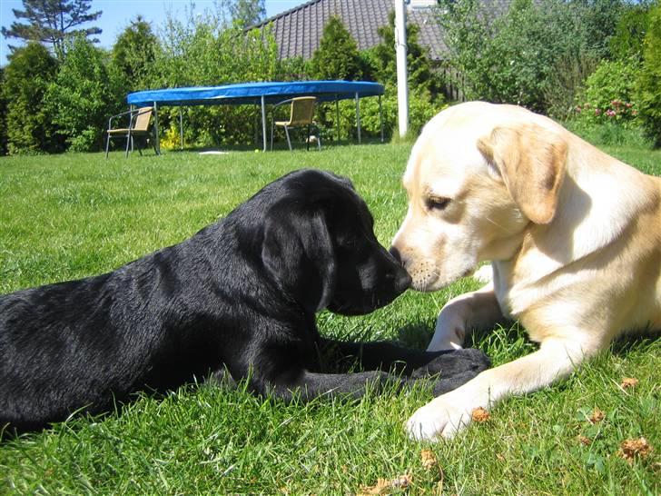 Labrador retriever Mille. - mille elsker at lege med andre hunde billede 3