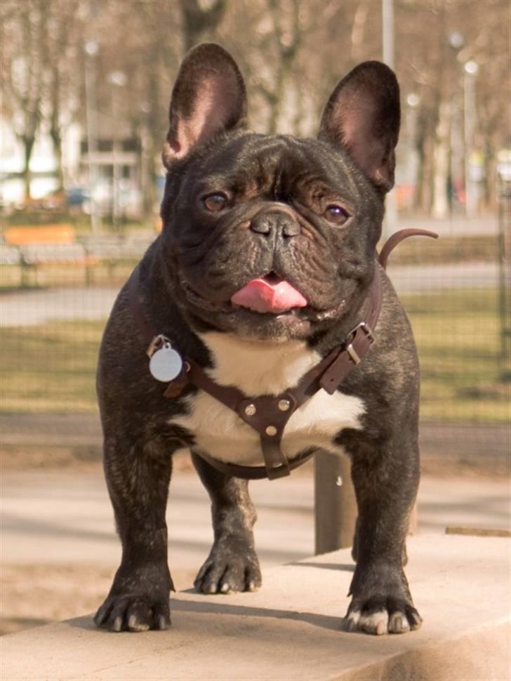 Fransk bulldog Bosse billede 1