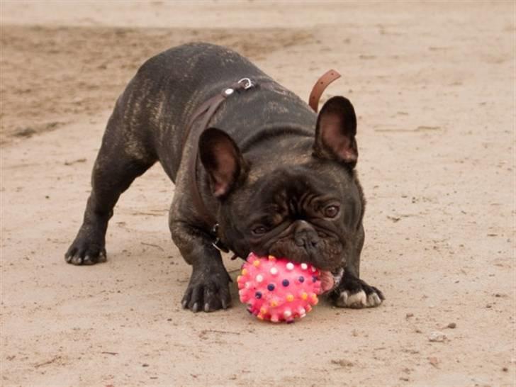 Fransk bulldog Bosse billede 2