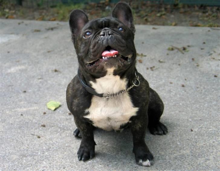 Fransk bulldog Bosse billede 3