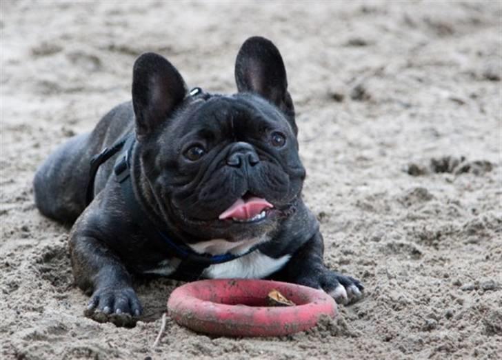 Fransk bulldog Bosse billede 4