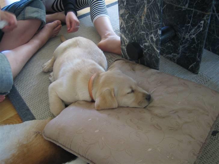 Labrador retriever Mille. - det er hårdt at flytte til et nyt hjem  billede 4