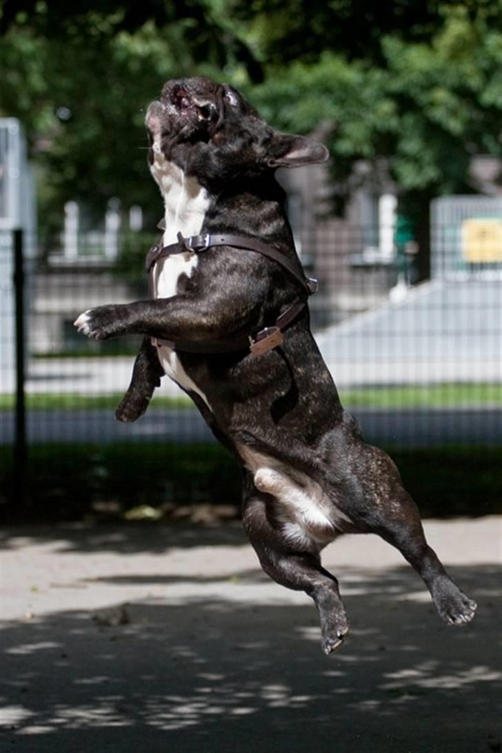 Fransk bulldog Bosse billede 5