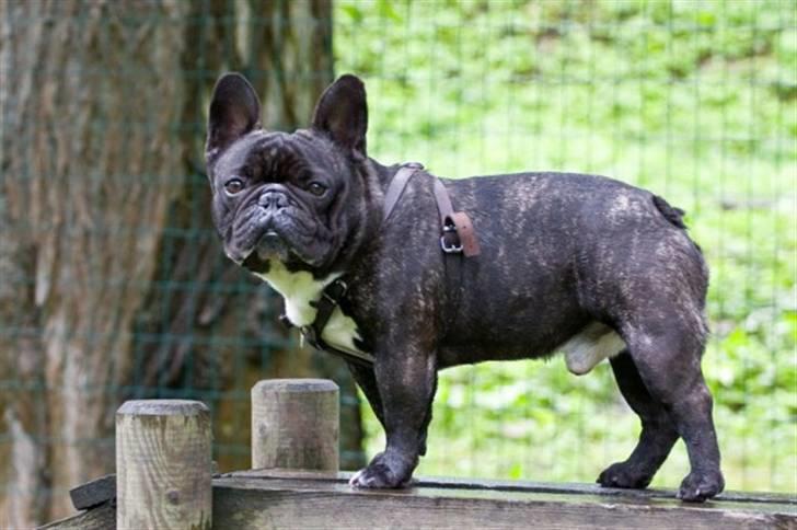 Fransk bulldog Bosse billede 6