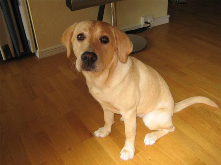 Labrador retriever Mille. - hvorfor for jeg ikke noget is?? billede 5