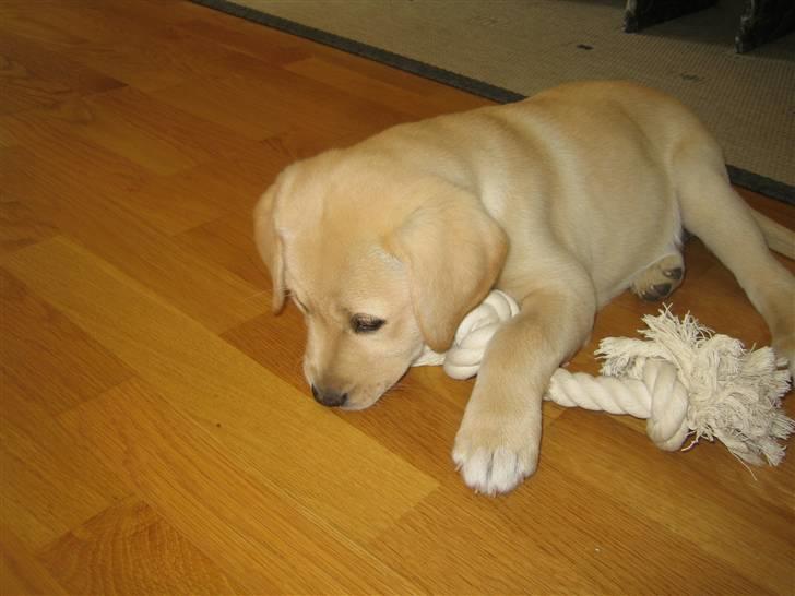 Labrador retriever Mille. - et dejligt stykke reb! der er noget godt ved at flytte billede 6