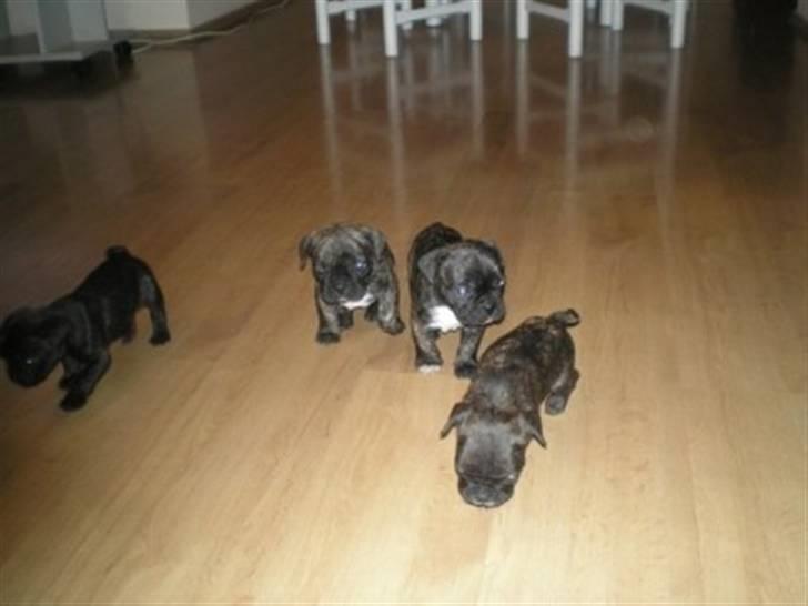 Fransk bulldog Bosse billede 7