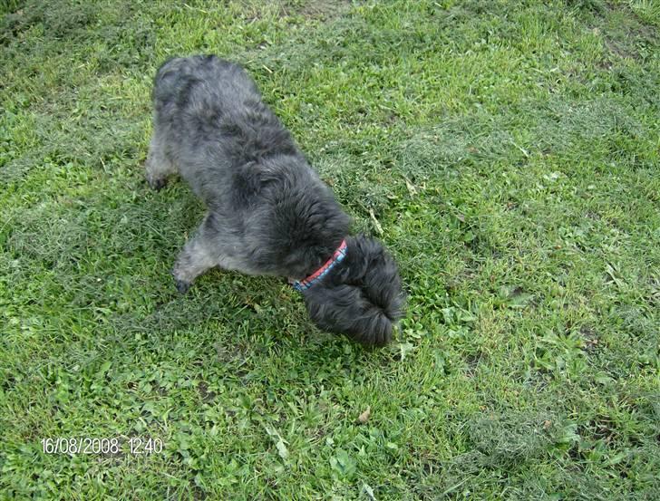 Blanding af racer Pjuske billede 1