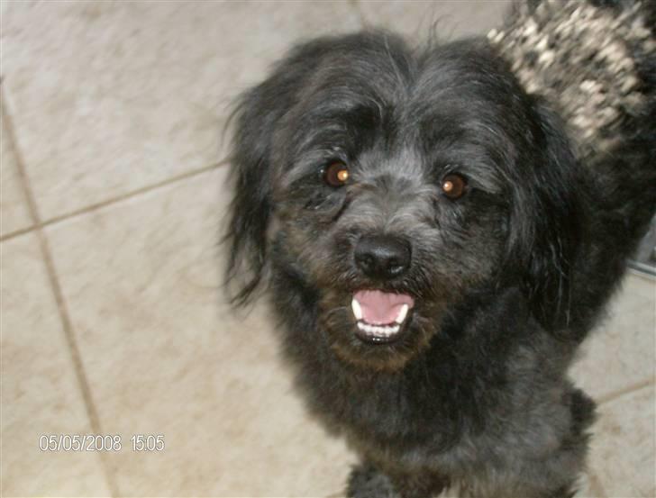 Blanding af racer Pjuske billede 2