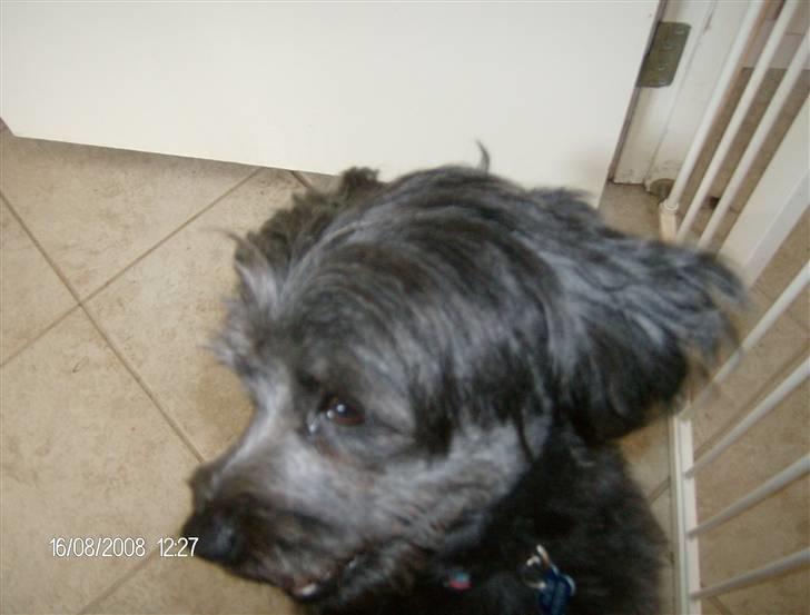 Blanding af racer Pjuske billede 3