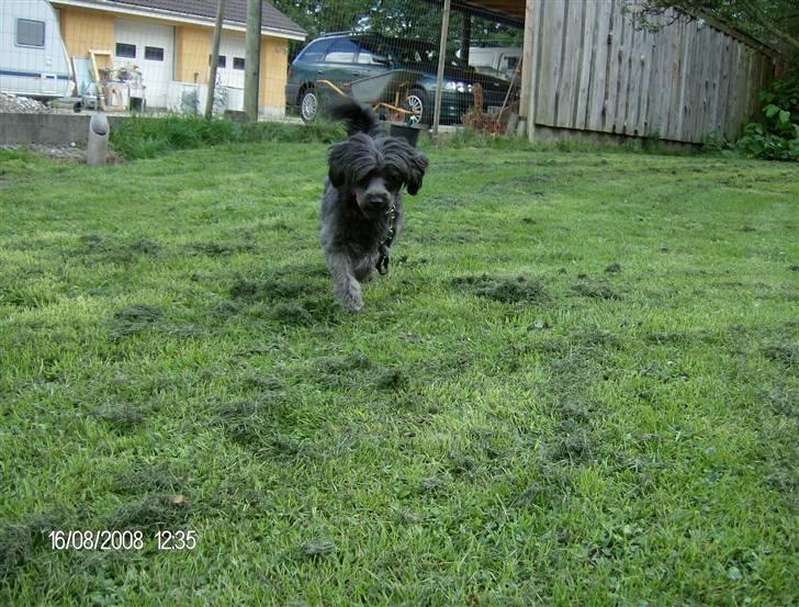 Blanding af racer Pjuske billede 4