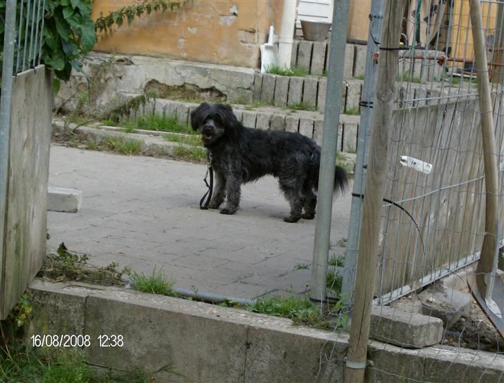 Blanding af racer Pjuske billede 5