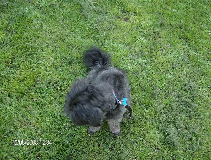 Blanding af racer Pjuske billede 6