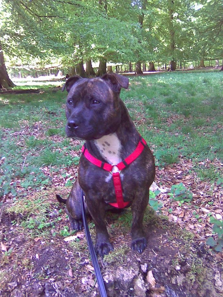 Staffordshire bull terrier aya billede 1