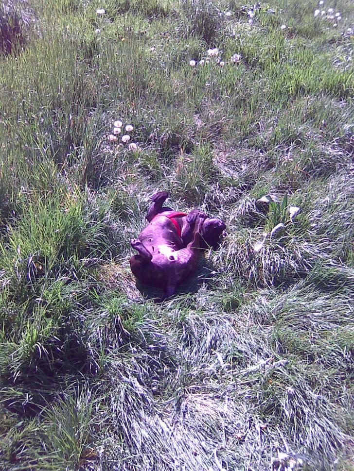 Staffordshire bull terrier aya billede 2