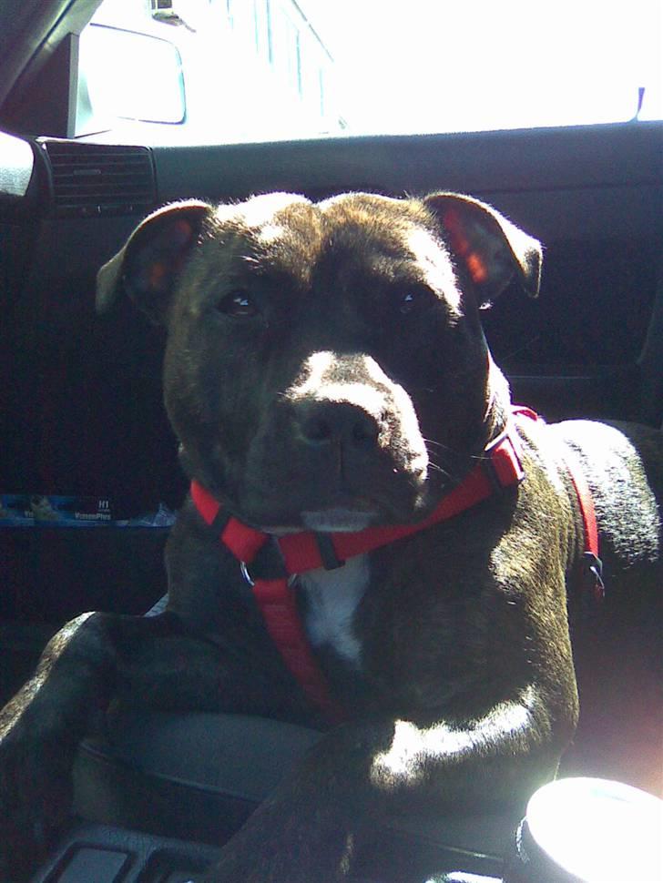 Staffordshire bull terrier aya billede 3