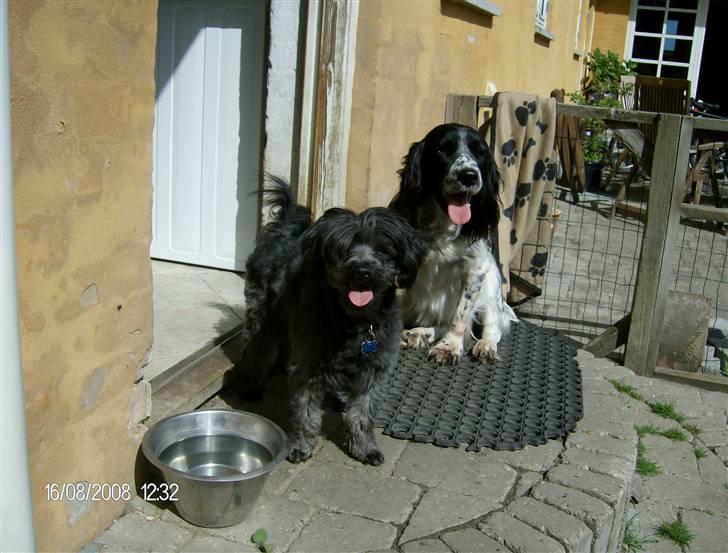 Blanding af racer Pjuske billede 7