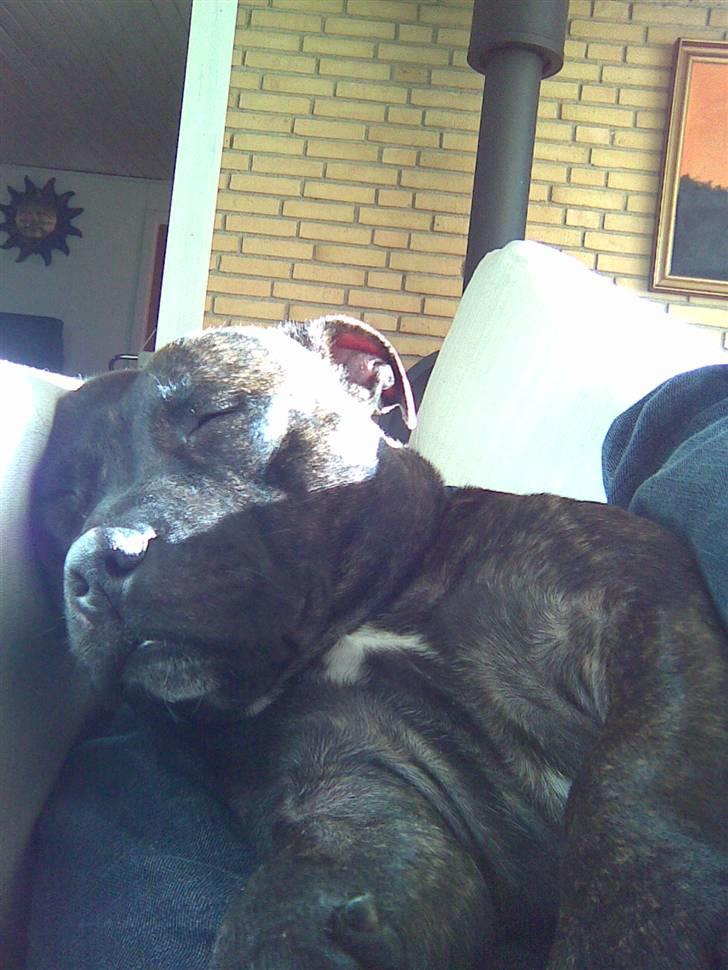 Staffordshire bull terrier aya billede 4