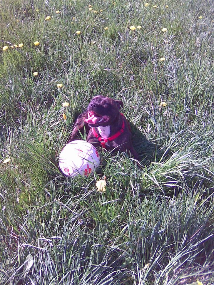 Staffordshire bull terrier aya billede 5